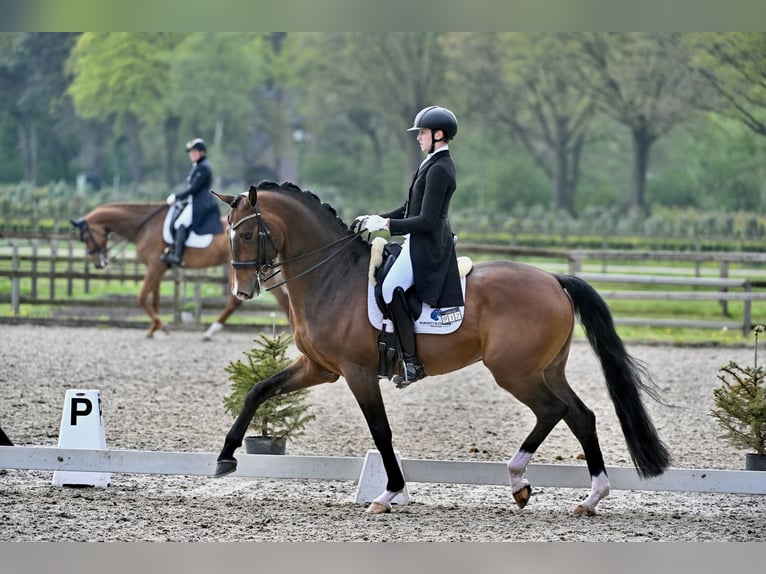  Working Student Position – Dressage Stable in Weert, The Netherlands 