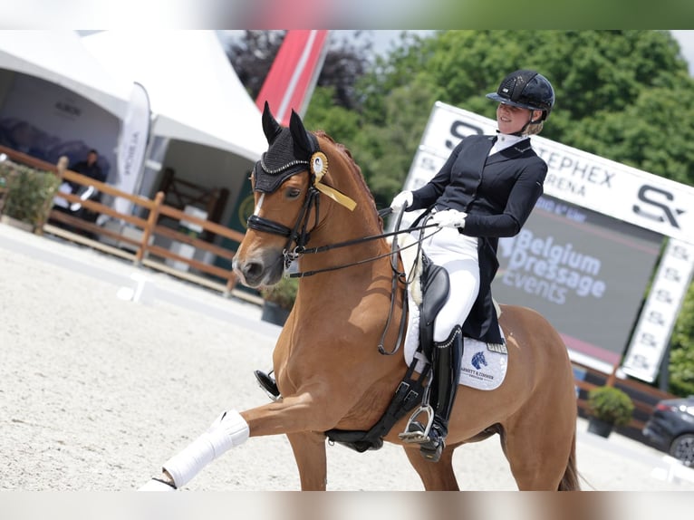  Working Student Position – Dressage Stable in Weert, The Netherlands 