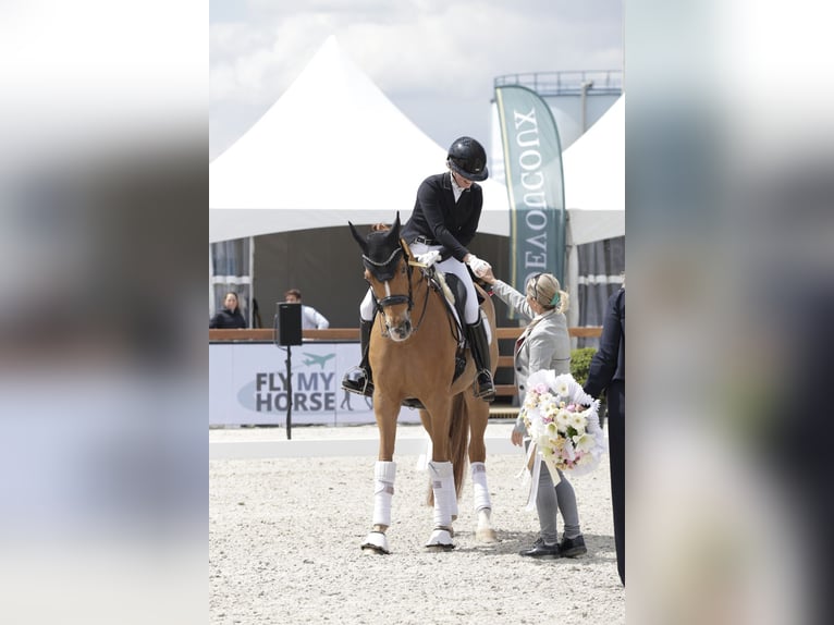  Working Student Position – Dressage Stable in Weert, The Netherlands 