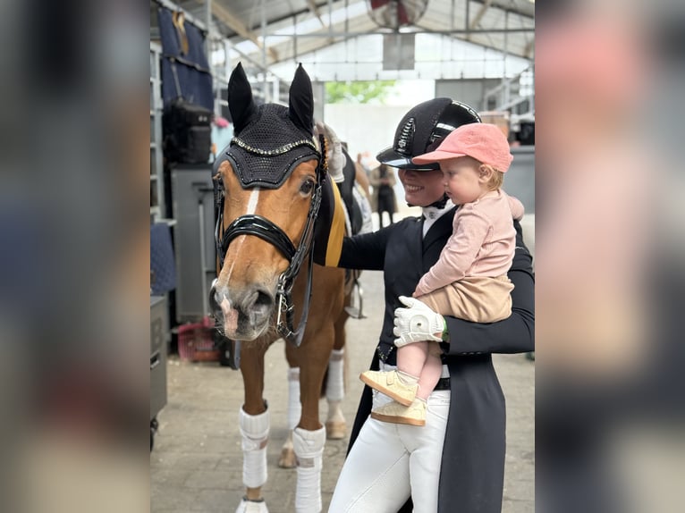  Working Student Position – Dressage Stable in Weert, The Netherlands 