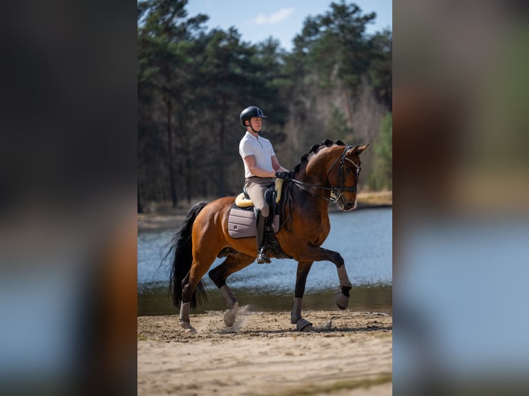  Working Student Position – Dressage Stable in Weert, The Netherlands 