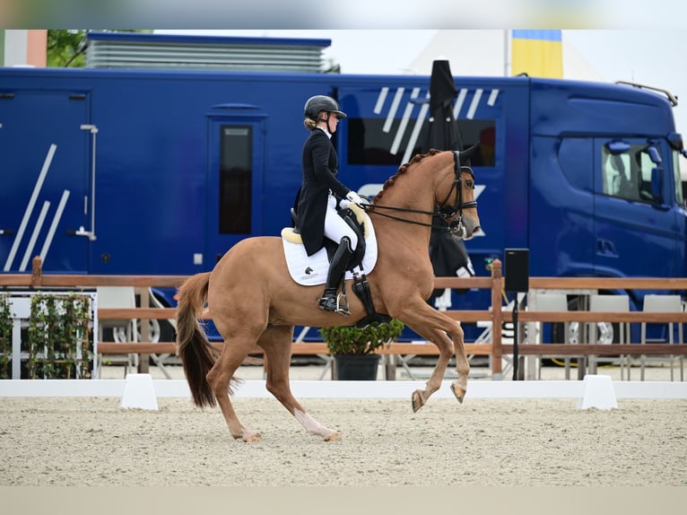  Working Student Position – Dressage Stable in Weert, The Netherlands 