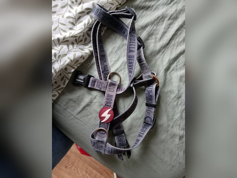 Dog harness