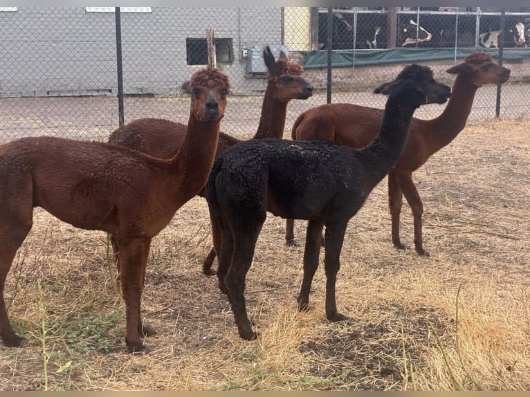 Alpacas
