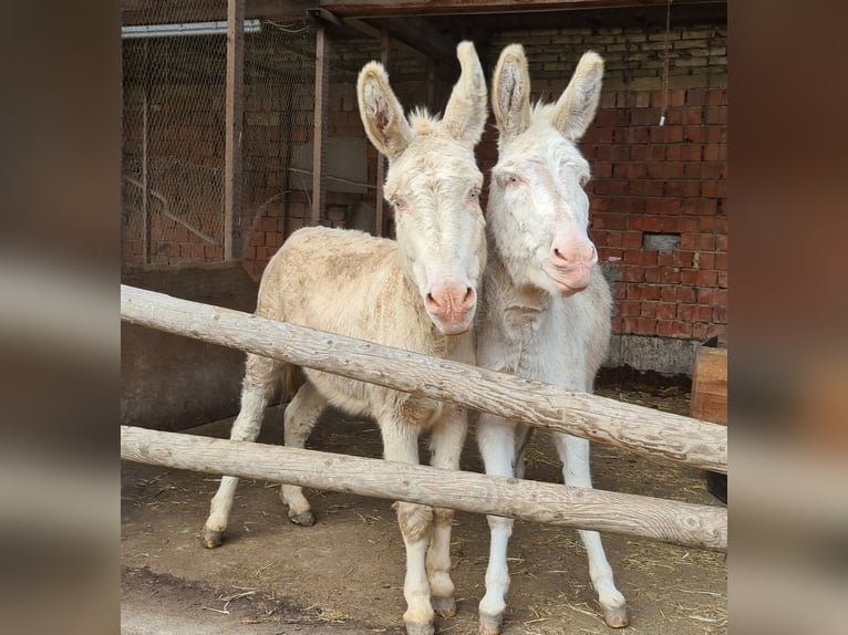 Austrian-Hungarian White Baroque Donkey