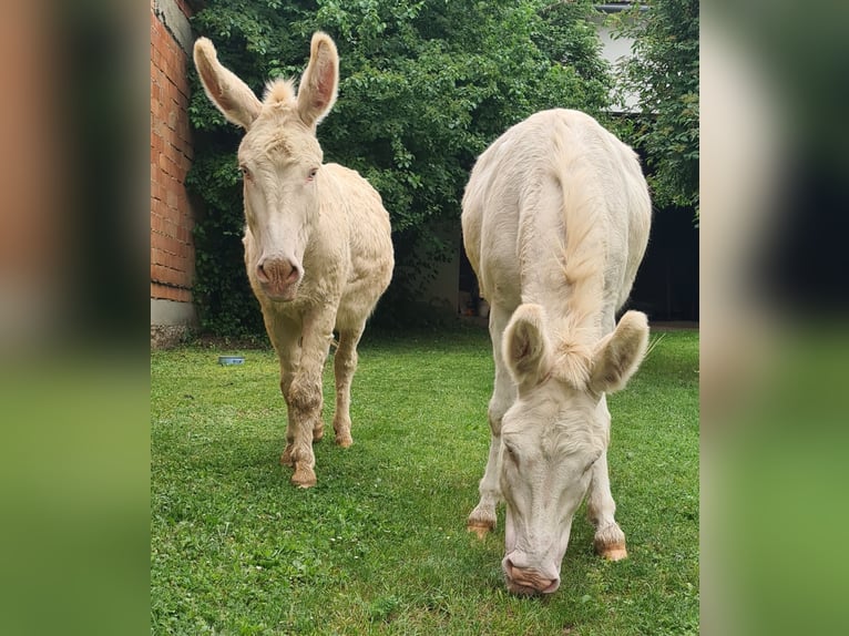 Austrian-Hungarian White Baroque Donkey