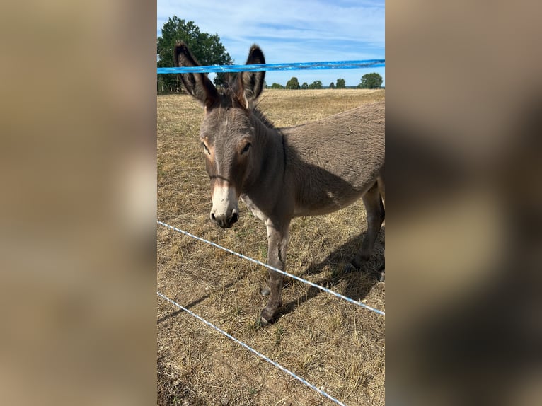 Beautiful donkey stallion from Hungary