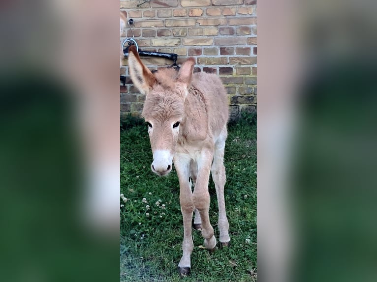 Donkey mare & donkey foal (also available separately)