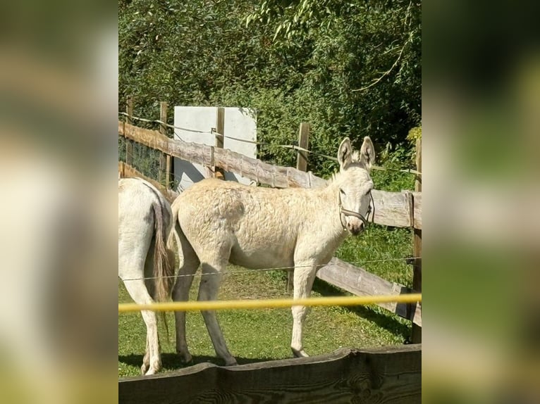 Dreamy young donkey gelding, tame, kid-friendly, vaccinated and microchipped, seeking a loving home.
