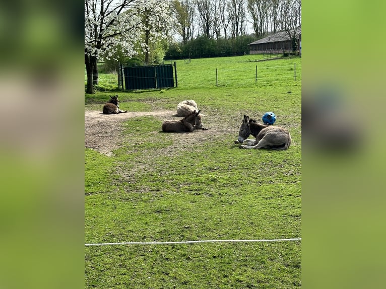 Eselhengst Merlin 2Jahre alt 