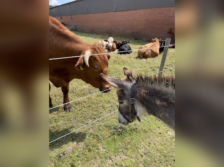 Eselhengst Merlin 2Jahre alt 