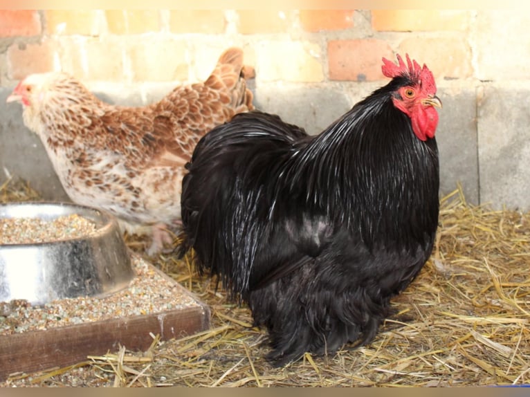 Hahn Elvis und seine 2 Damen suchen eine neue Bleibe …