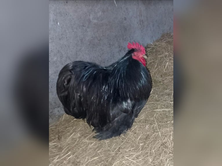 Hahn Elvis und seine 2 Damen suchen eine neue Bleibe …