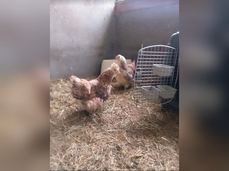 Hahn Elvis und seine 2 Damen suchen eine neue Bleibe …