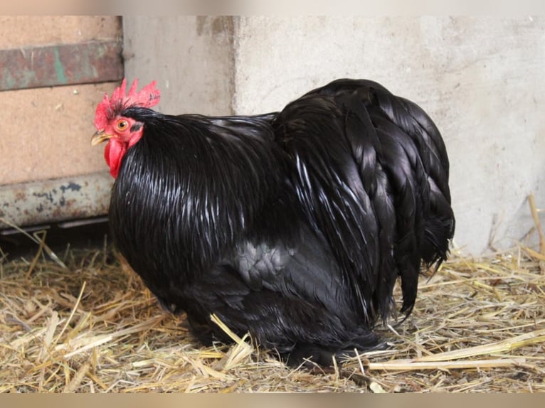 Hahn Elvis und seine 2 Damen suchen eine neue Bleibe …