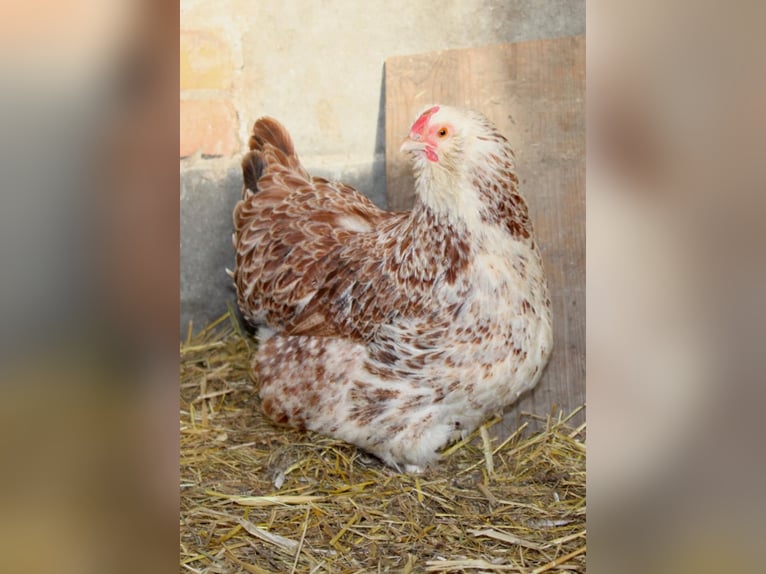 Hahn Elvis und seine 2 Damen suchen eine neue Bleibe …