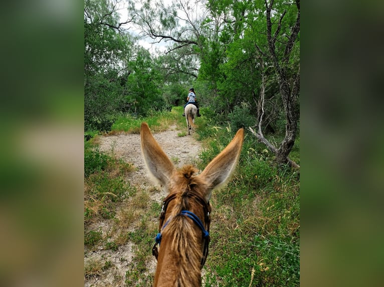 RED HAWK — REGISTERED 14.2H GAITED MAMMOTH SADDLE DONKEY GELDING