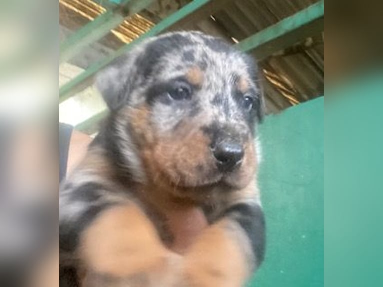 Beautiful Beauceron puppies