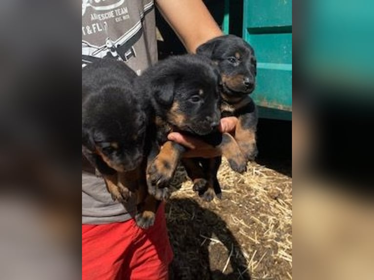 Beautiful Beauceron puppies