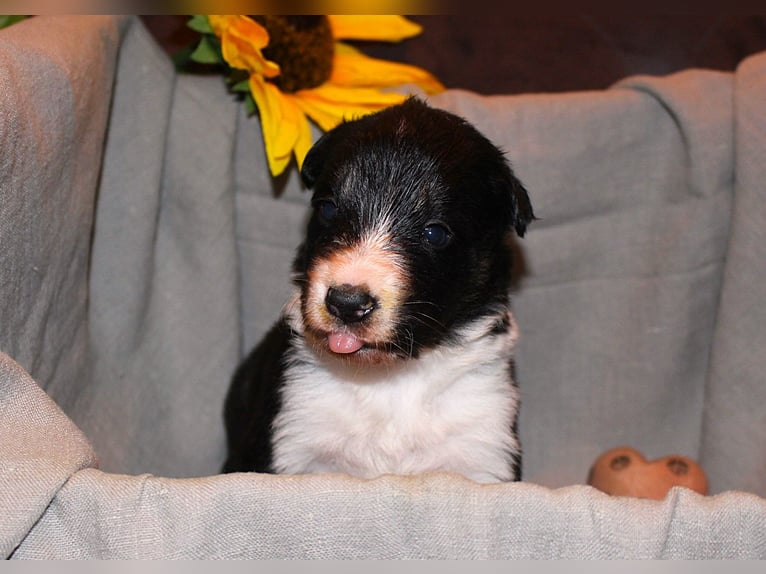 Border Collie Welpen aus Hütelinien 