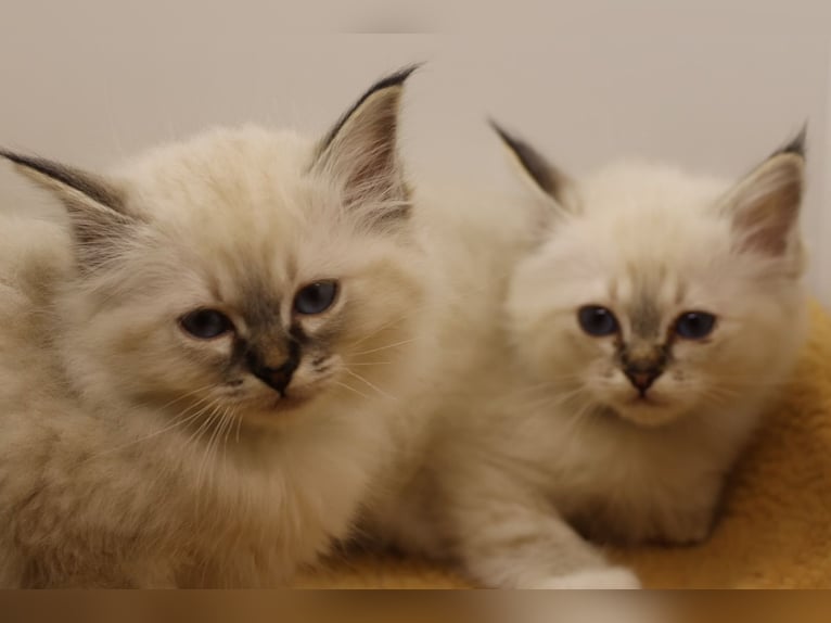 Burmese kittens