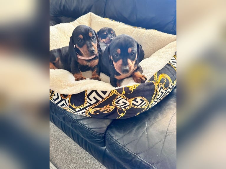 Dachshund: Small dog with a big personality!