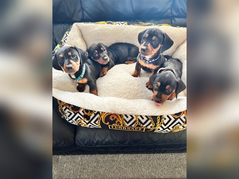 Dachshund: Small dog with a big personality!