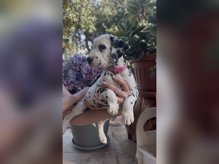 Dalmatian puppies with ENCI pedigree