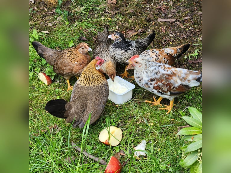 Dwarf Chickens