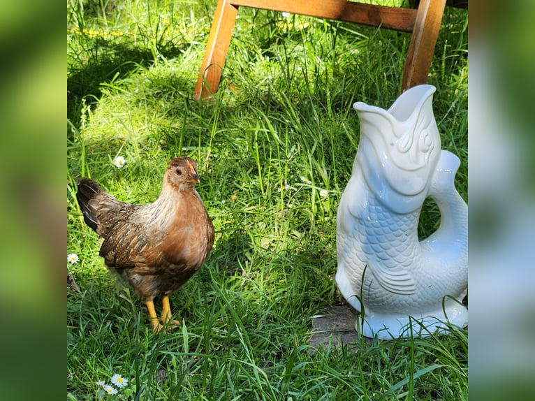 Dwarf Chickens