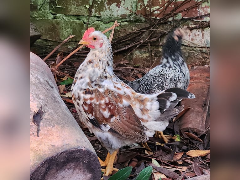 Dwarf Chickens