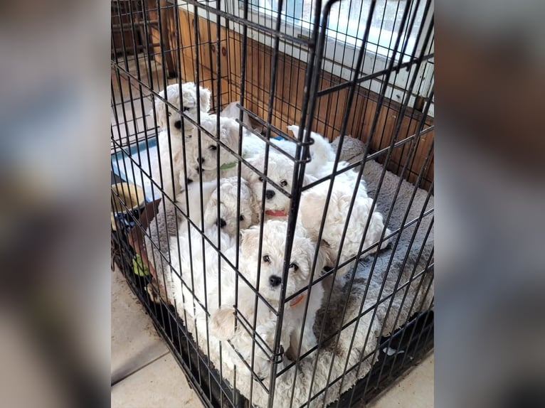 Fluffy and Friendly Bichon Frise Puppy