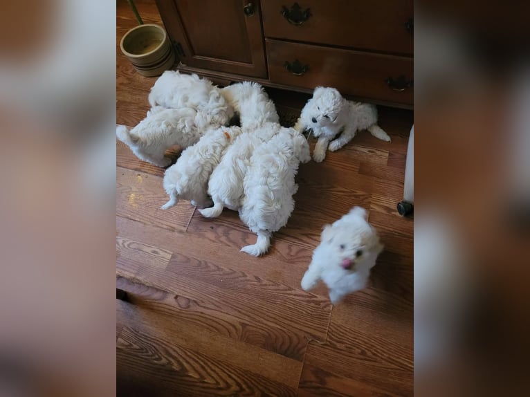 Fluffy and Friendly Bichon Frise Puppy