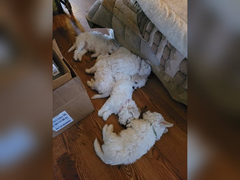Fluffy and Friendly Bichon Frise Puppy