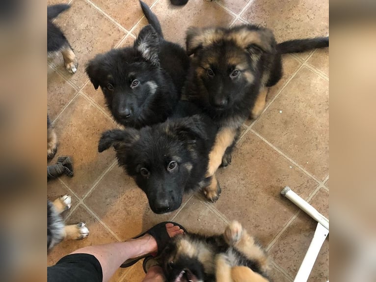 Intelligent and protective German Shepherd