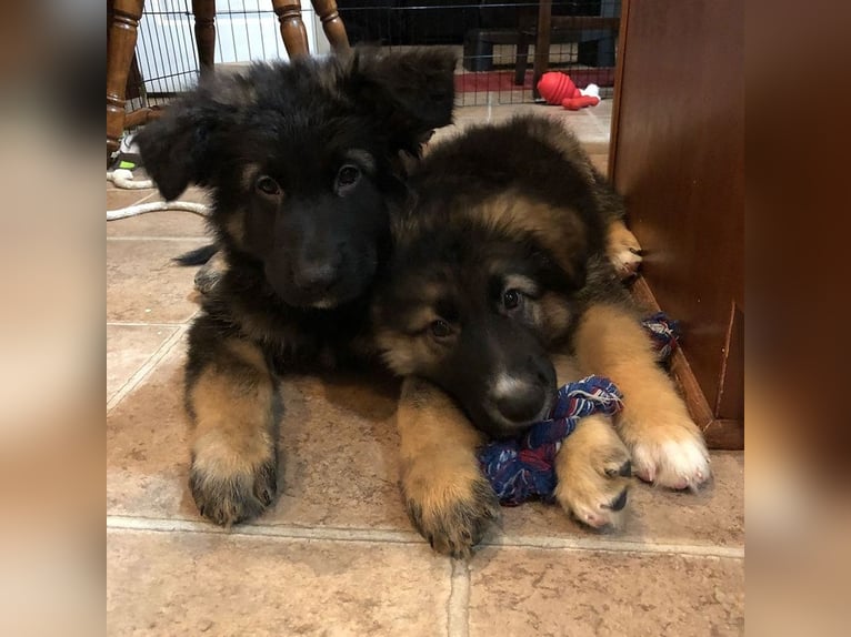 Intelligent and protective German Shepherd