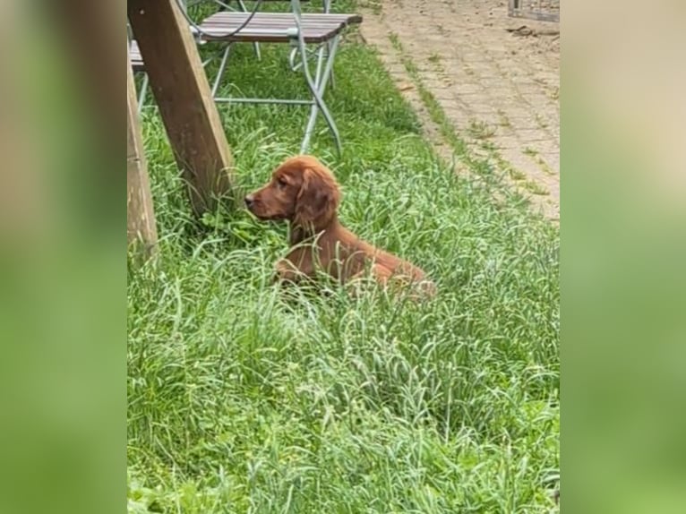 Irish Setter