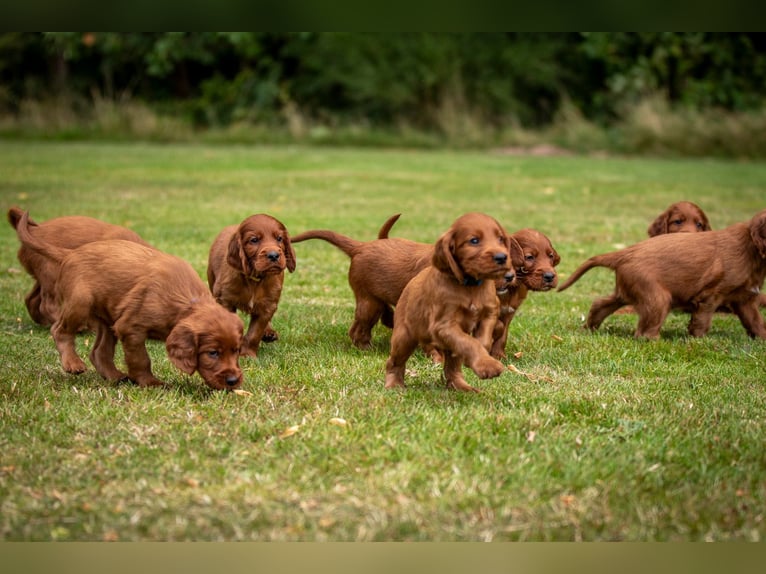 Irish-Setter-Welpen 