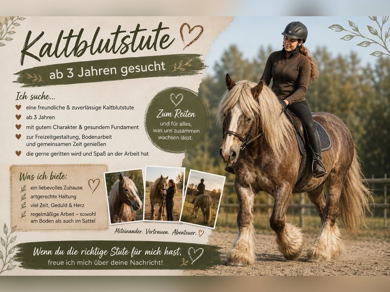 Life insurance on four hooves wanted! (Clydesdale mare from age 3, suitable for families and beginne