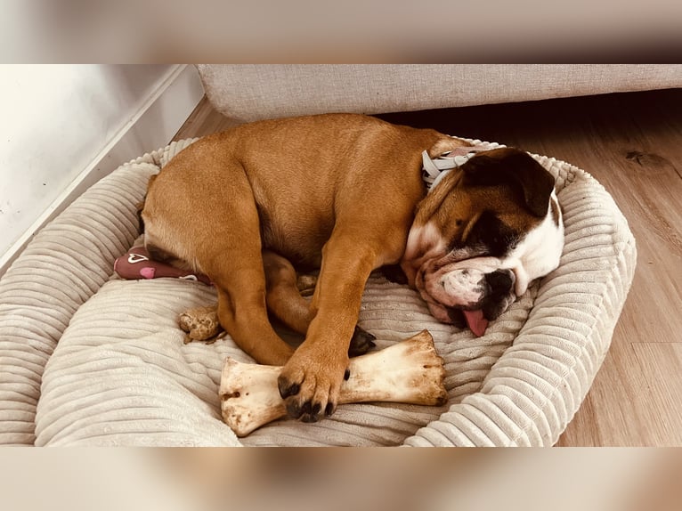 Lola, English Bulldog