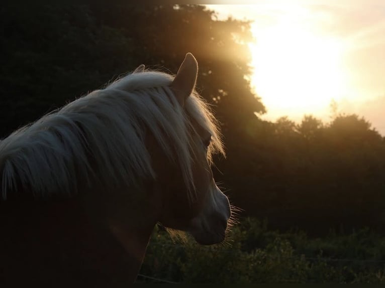 Looking for a pony or small horse