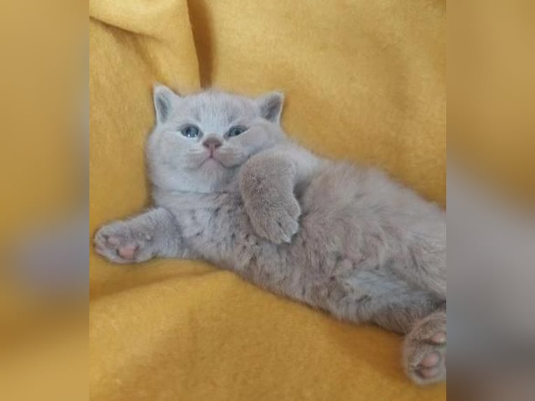 Male and female British Shorthair kittens ready to go