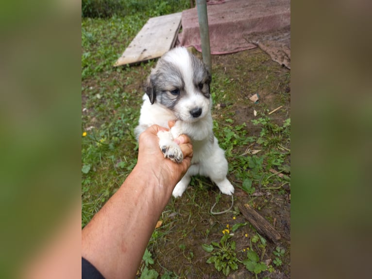 Mixed-breed shepherd dog puppies