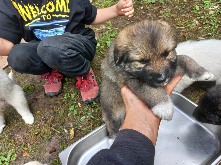 Mixed-breed shepherd dog puppies