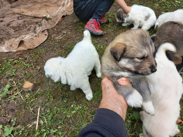 Mixed-breed shepherd dog puppies
