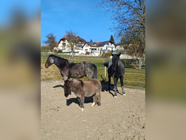Mule Donkey