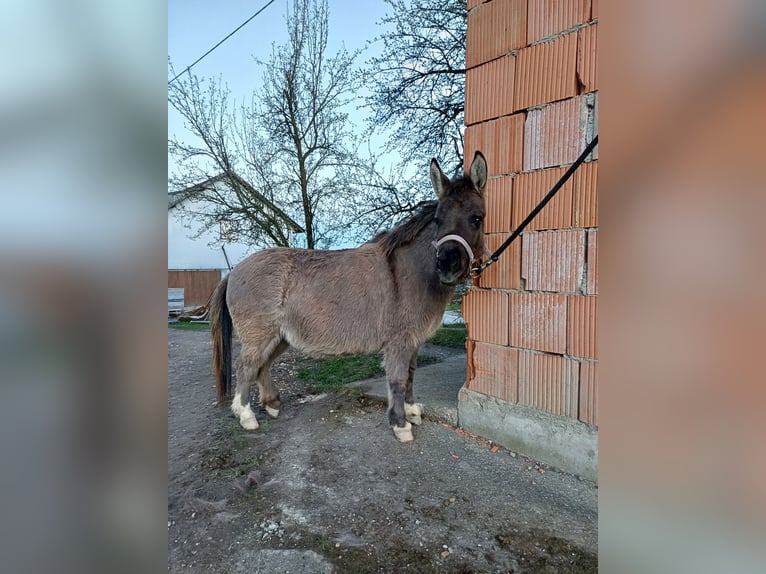 Mule Donkey