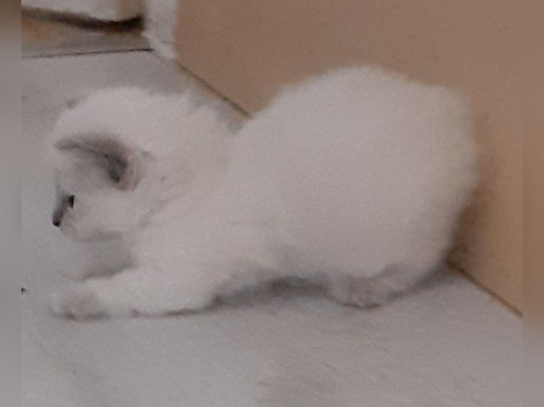 Munchkin kittens