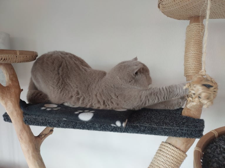 Offering cat sitting / cat care in a family dedicated to animal rescue.