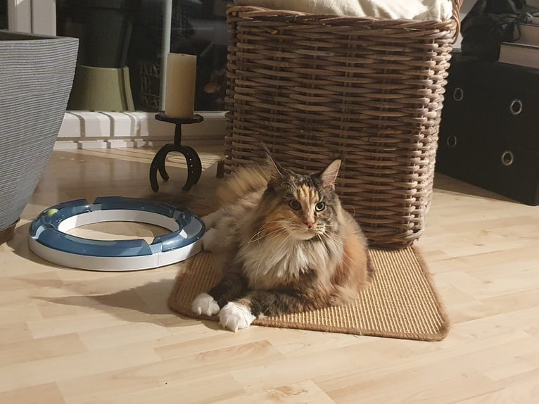 Offering cat sitting / cat care in a family dedicated to animal rescue.